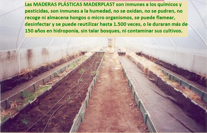 hidroponía como se preparan cultivos hidropónicos flores hidropónicas como se hace el cultivo tecnificado flor de invernadero cultivo hidropónico tecnificado maderplast surcos camas tutores 004 hidroponía como se preparan cultivos hidropónicos flores hidropónicas como se hace el cultivo tecnificado flor de invernadero cultivo hidropónico tecnificado maderplast surcos camas tutores 004 hidroponía como se preparan cultivos hidropónicos flores hidropónicas como se hace el cultivo tecnificado flor de invernadero cultivo hidropónico tecnificado maderplast surcos camas tutores 004